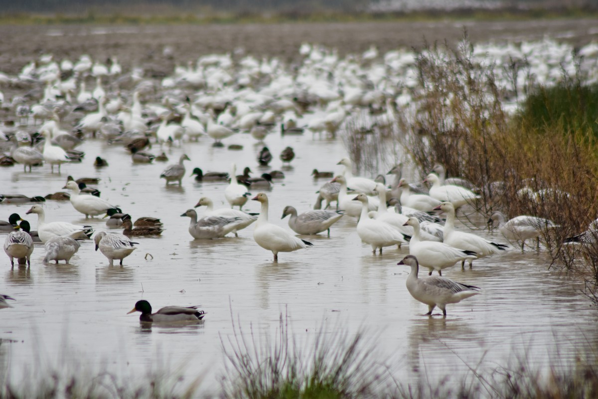 Snow Goose - ML644372888
