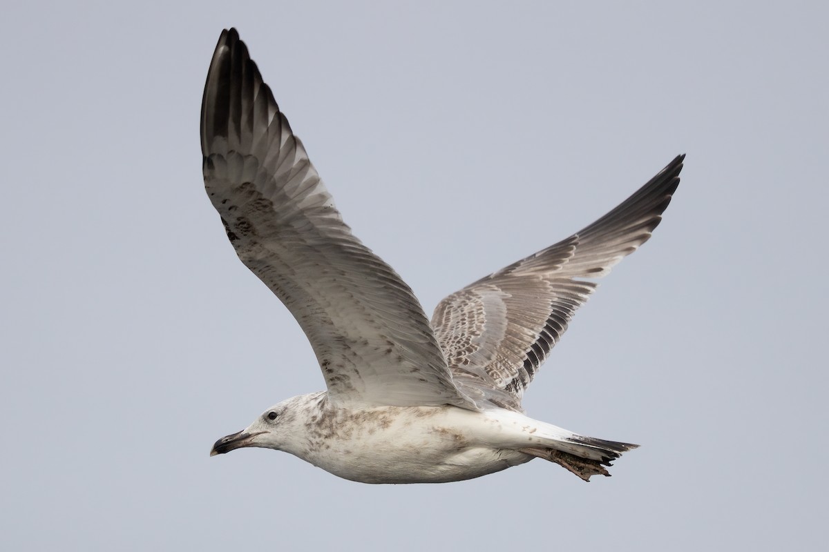 Kaio kaspiarra - ML644372892