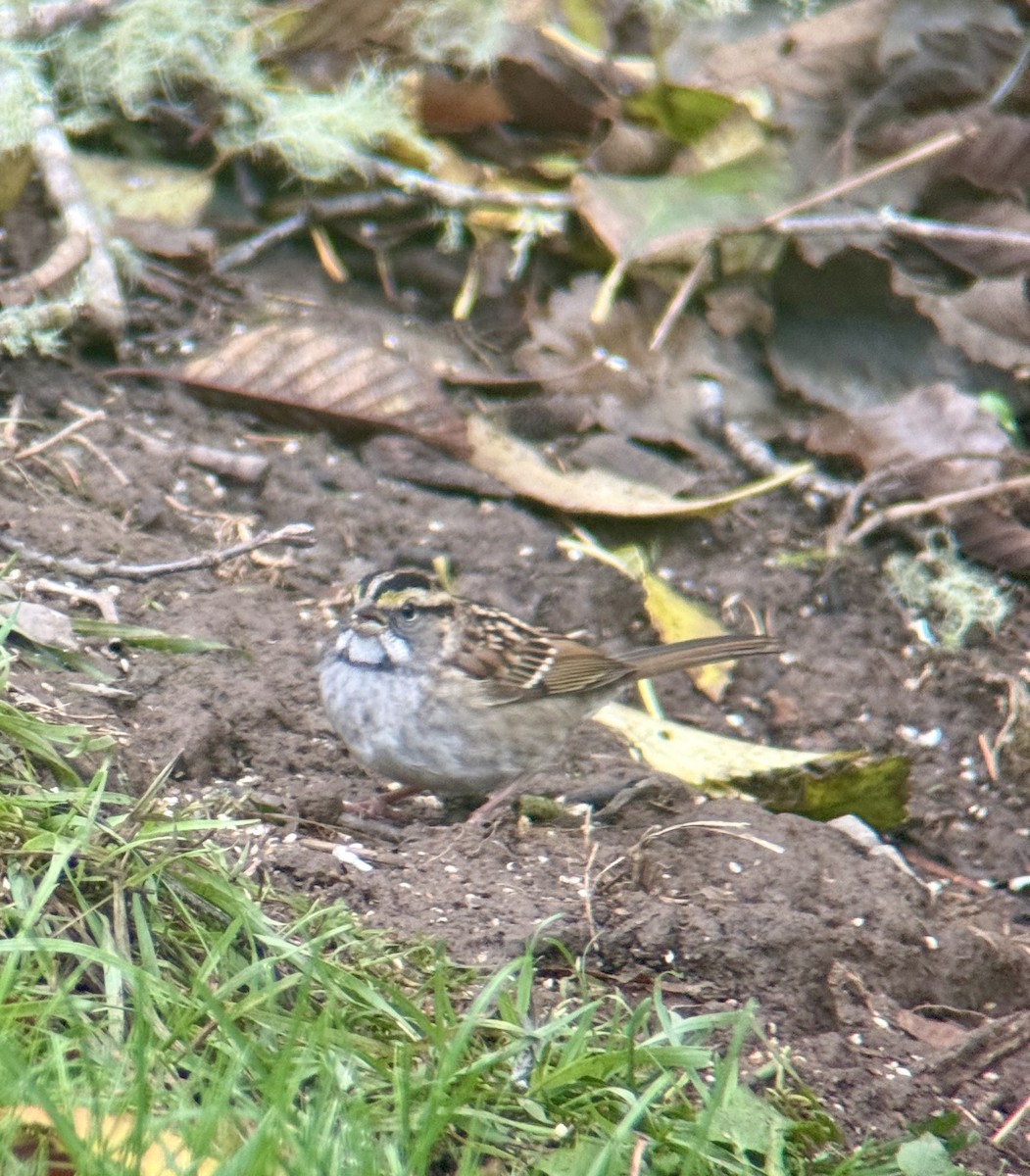White-throated Sparrow - ML644372897