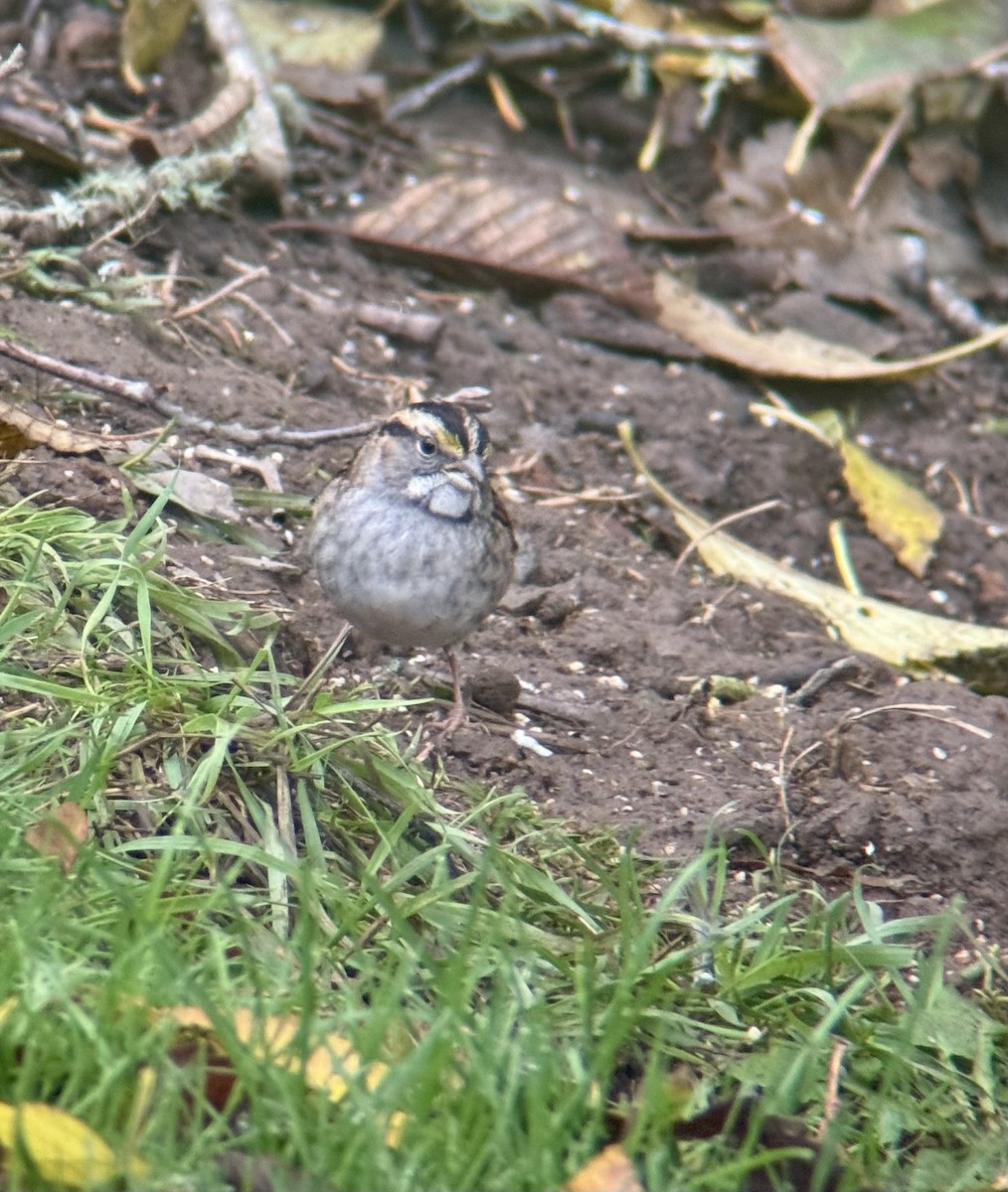 White-throated Sparrow - ML644372898