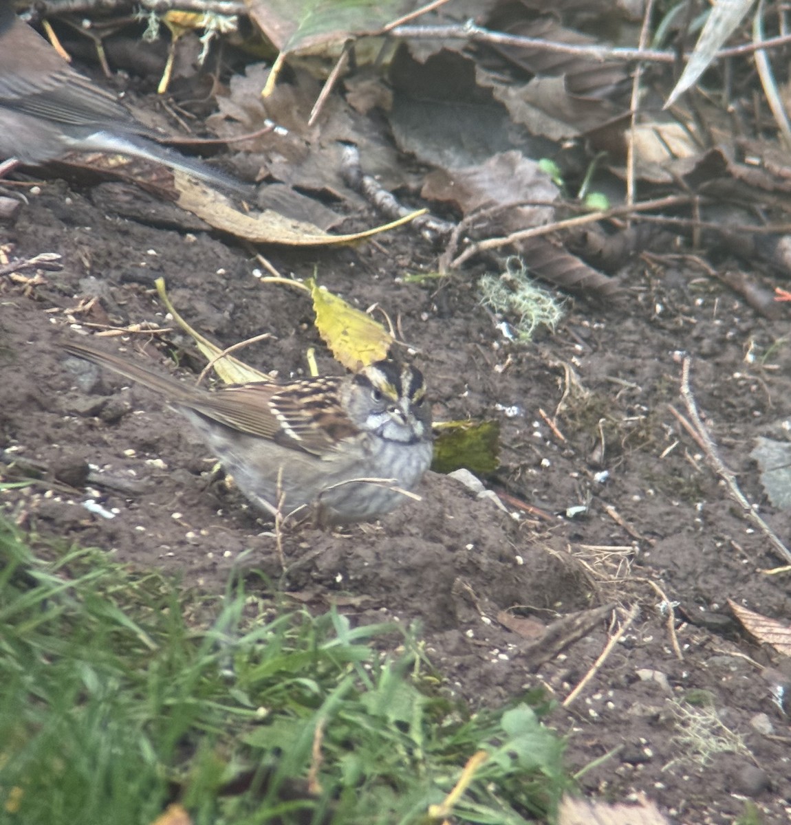 White-throated Sparrow - ML644372899