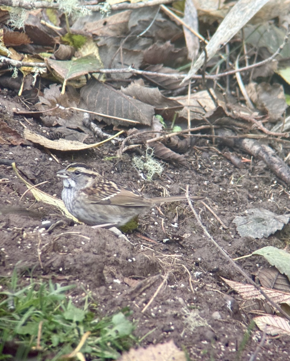 White-throated Sparrow - ML644372900