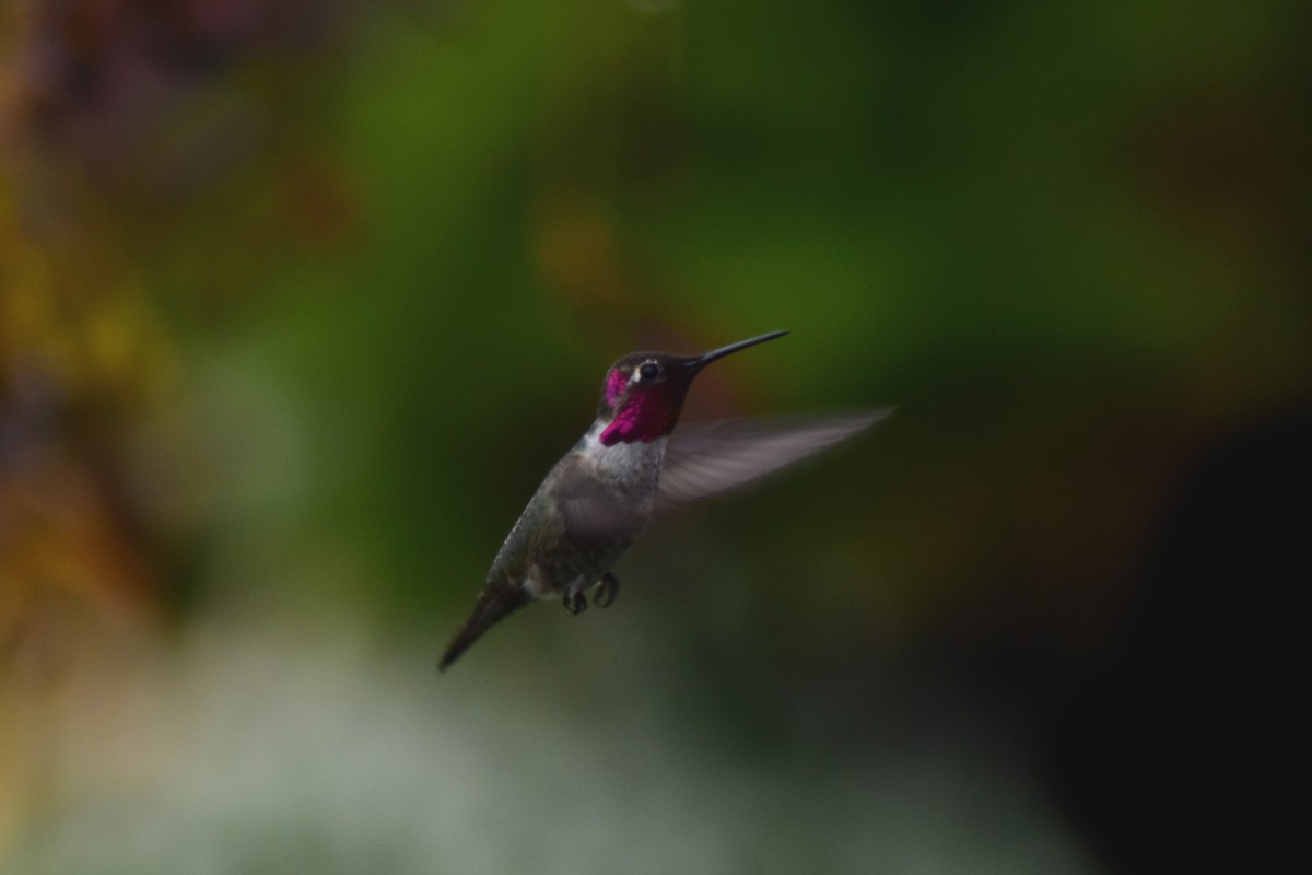 Anna's Hummingbird - ML644372905