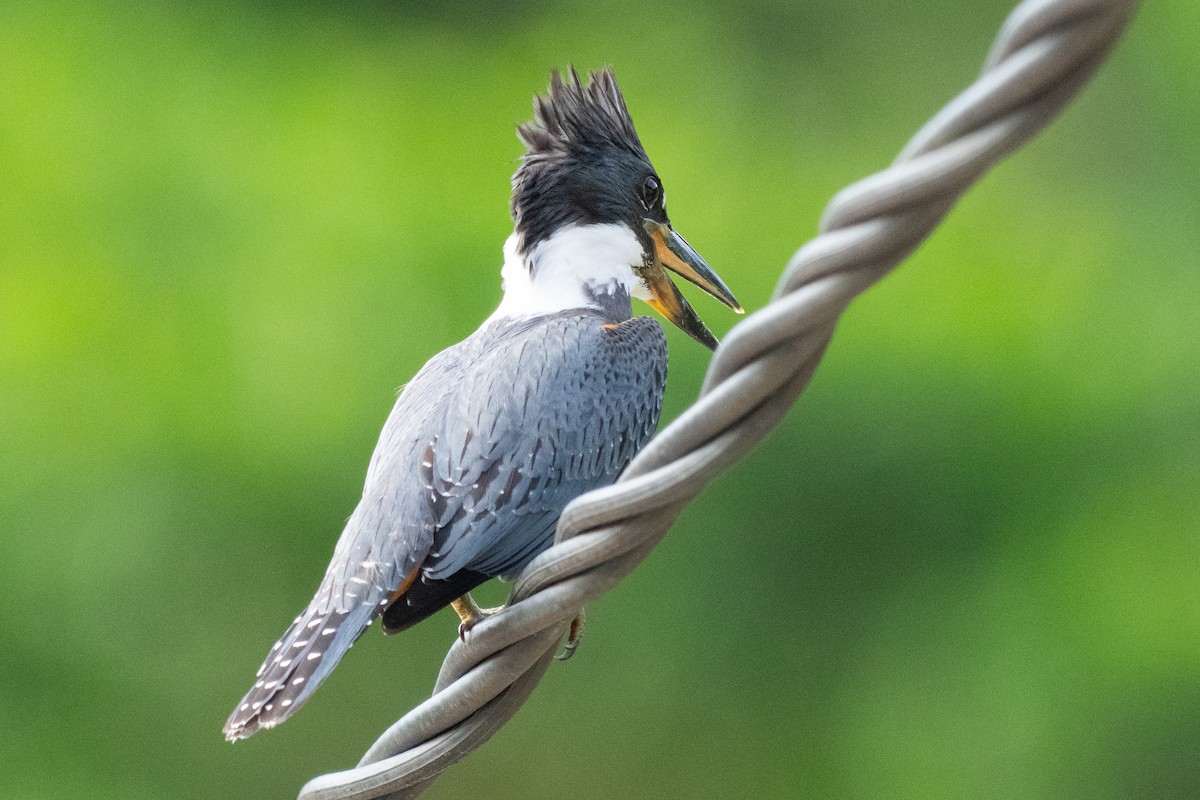 rybařík obojkový - ML644372909