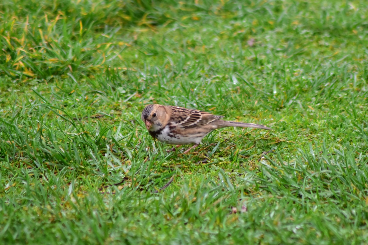 Harris's Sparrow - ML644372911