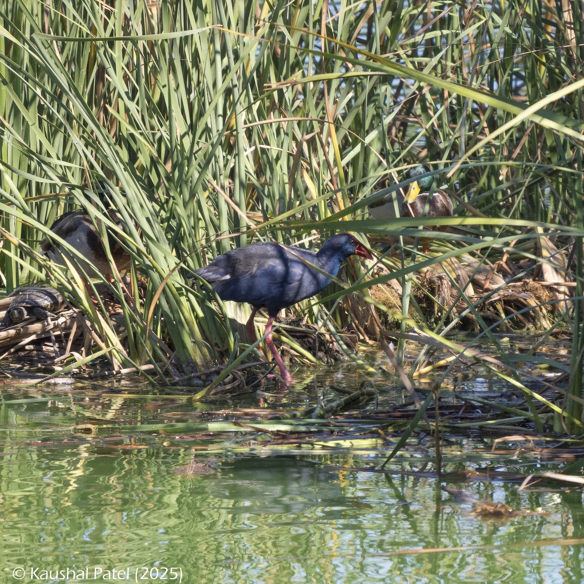 セイケイ - ML644372916