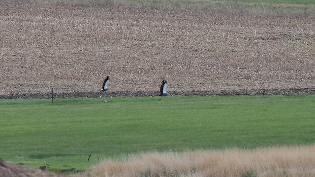Gray Crowned-Crane - ML644372921