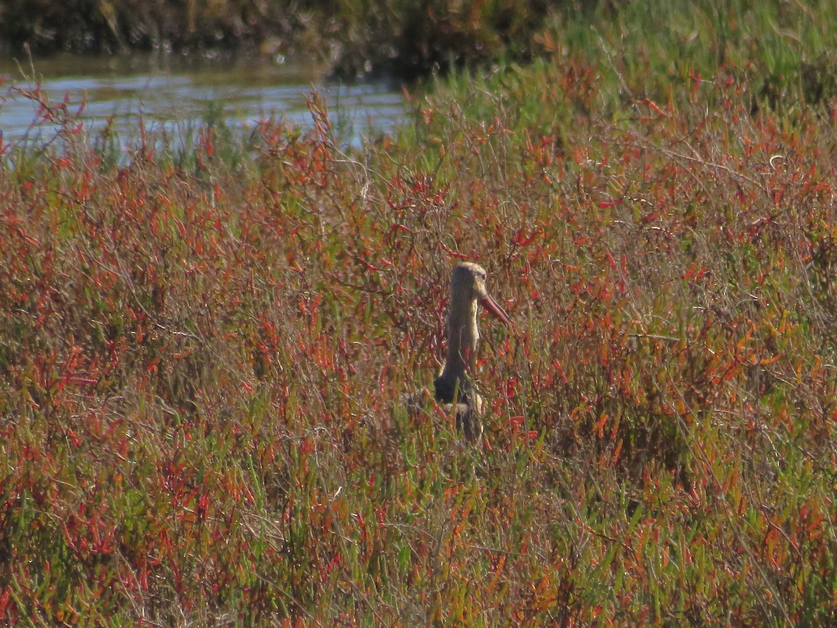 チドリ目 - ML644372922