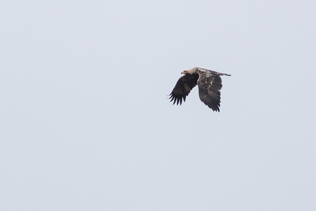 Aigle impérial - ML644372937