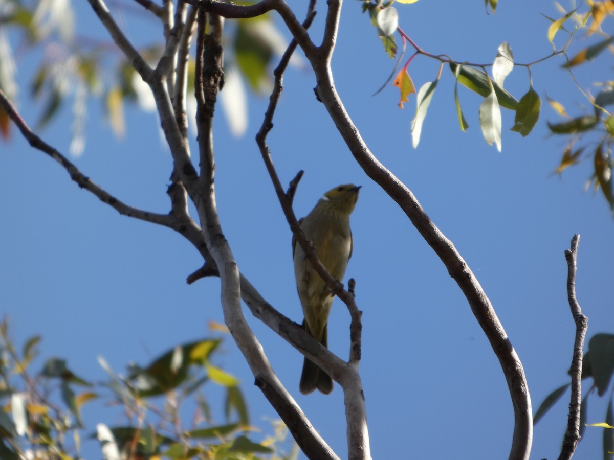 White-plumed Honeyeater - ML644372942