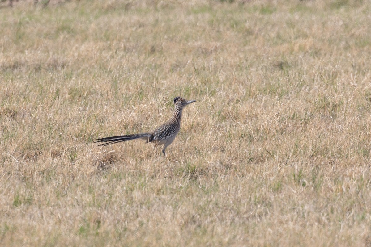 Büyük Yerkoşarı - ML644372947