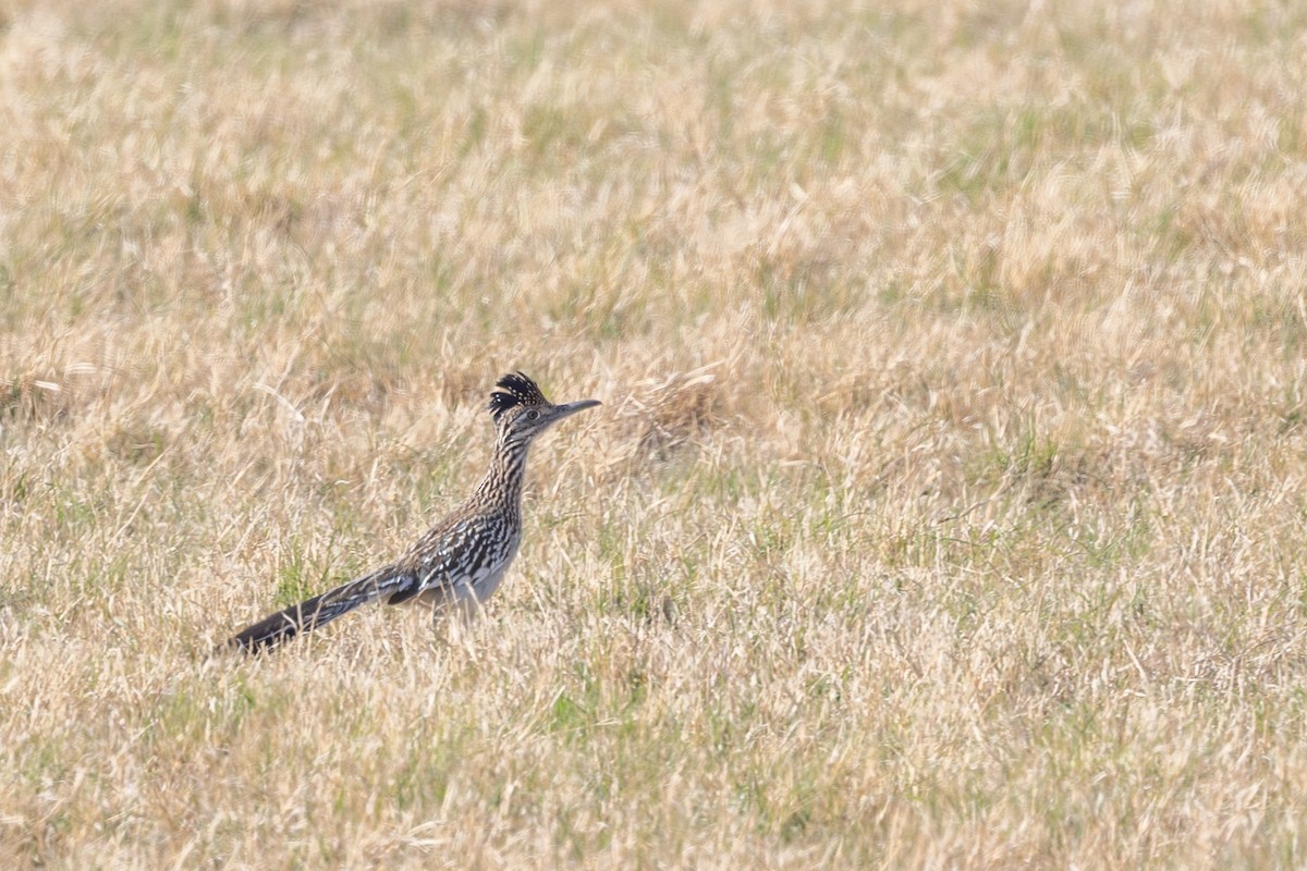 Büyük Yerkoşarı - ML644372948