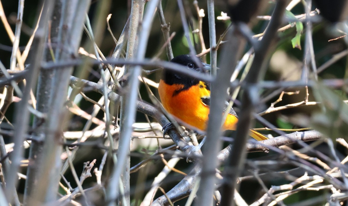 Baltimore Oriole - ML644372949