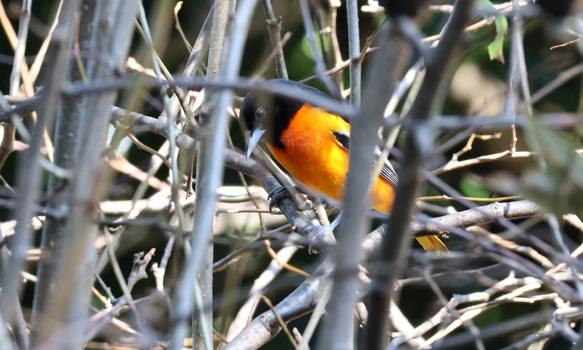 Baltimore Oriole - ML644372958