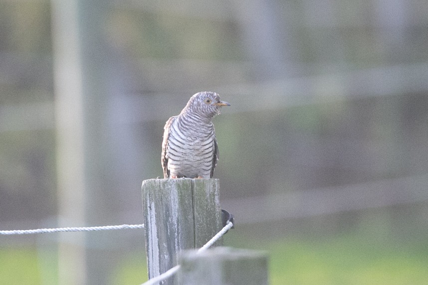Common Cuckoo - ML644372961