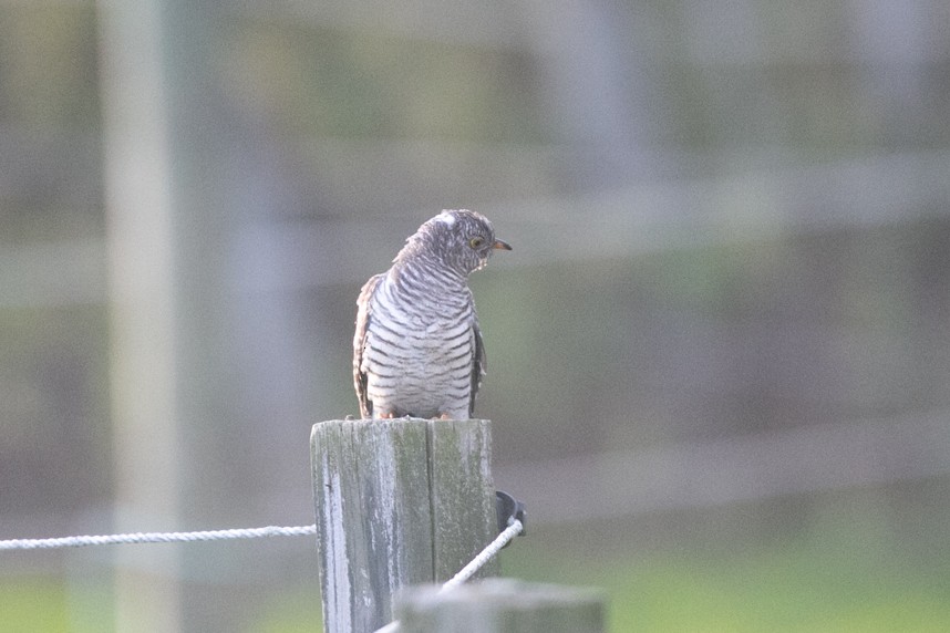 Common Cuckoo - ML644372965