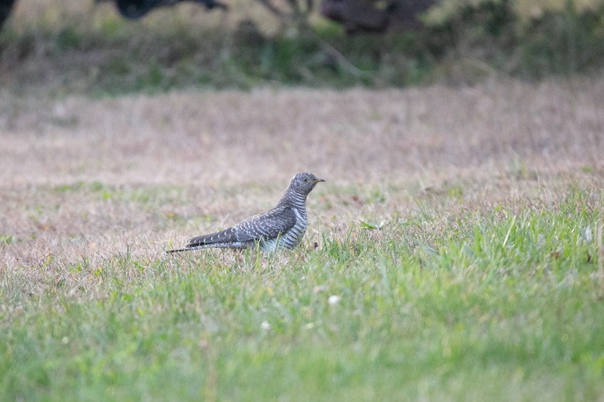 Common Cuckoo - ML644372967