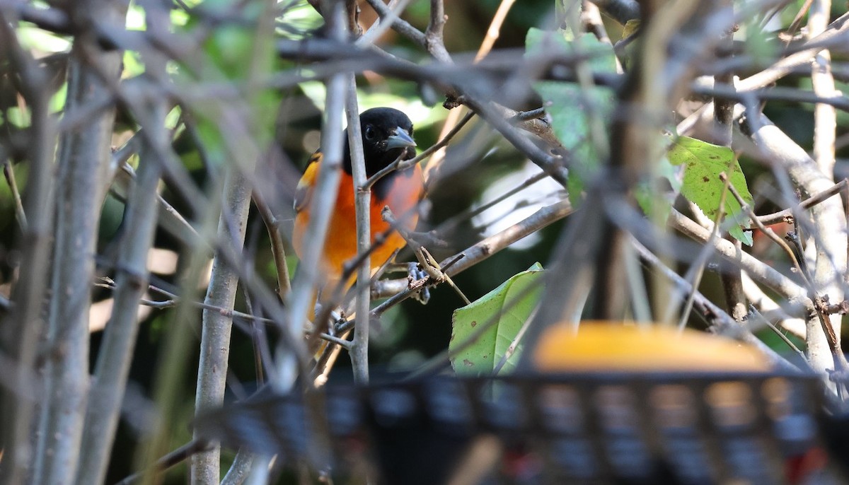 Baltimore Oriole - ML644372972