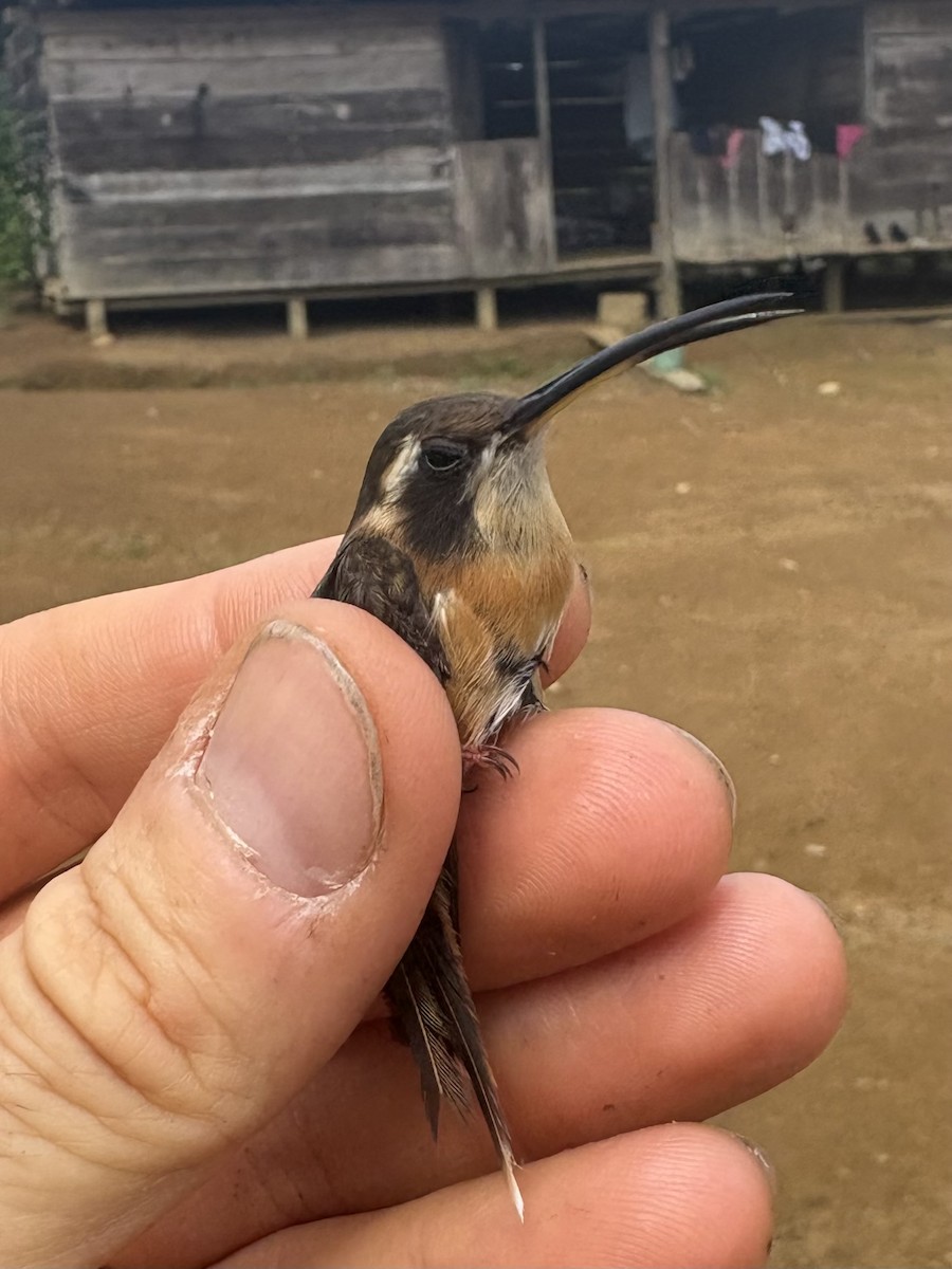 Rotschattenkolibri - ML644372973