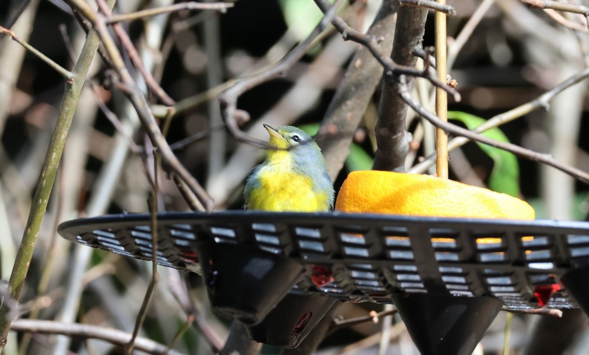 Northern Parula - ML644372985