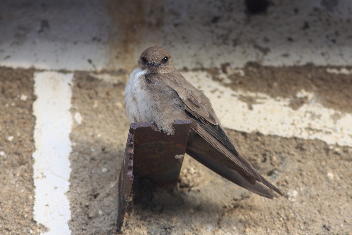 Харагчин хараацай - ML644372995