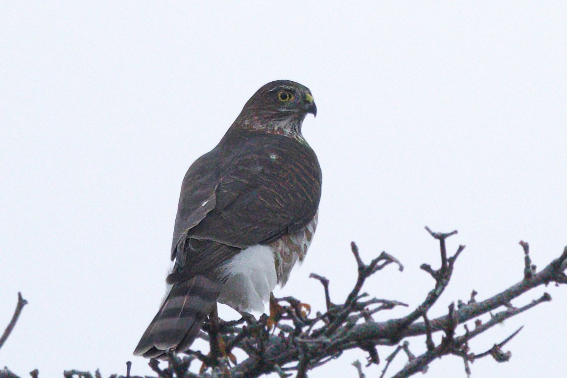 Amerika Atmacası - ML644372998