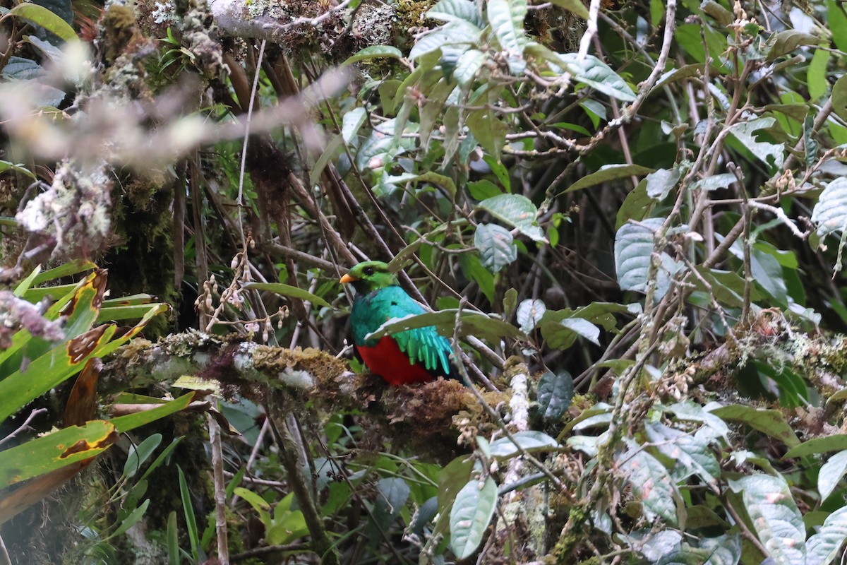 Golden-headed Quetzal - ML644373000