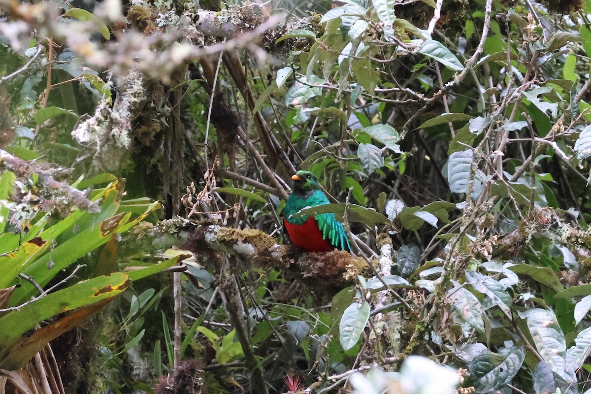 Golden-headed Quetzal - ML644373001