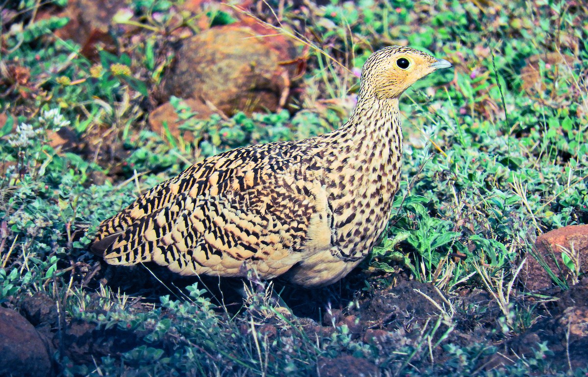 Ganga azpiarrea - ML644373016