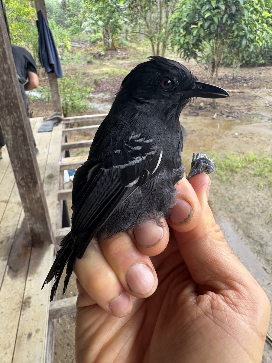 Alapi huppé - ML644373021