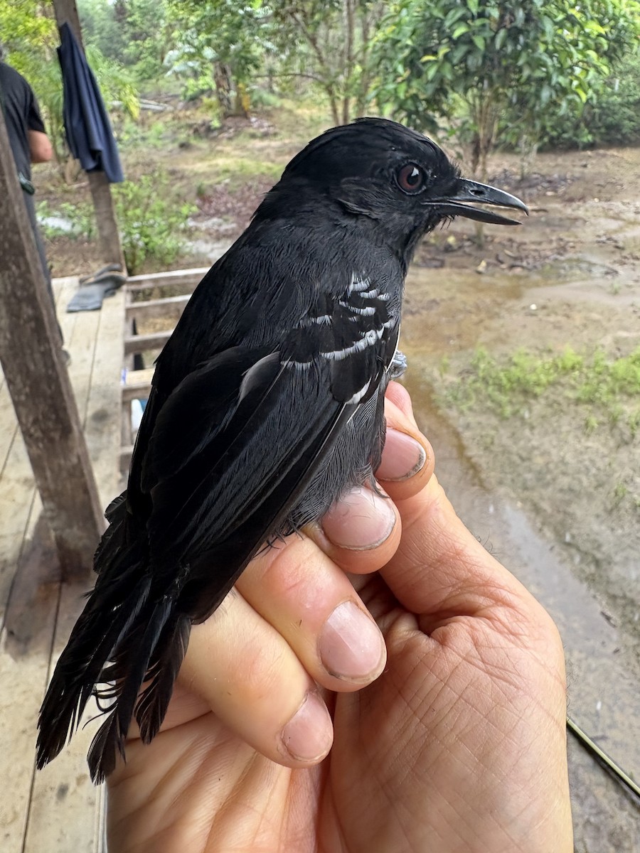 Alapi huppé - ML644373022