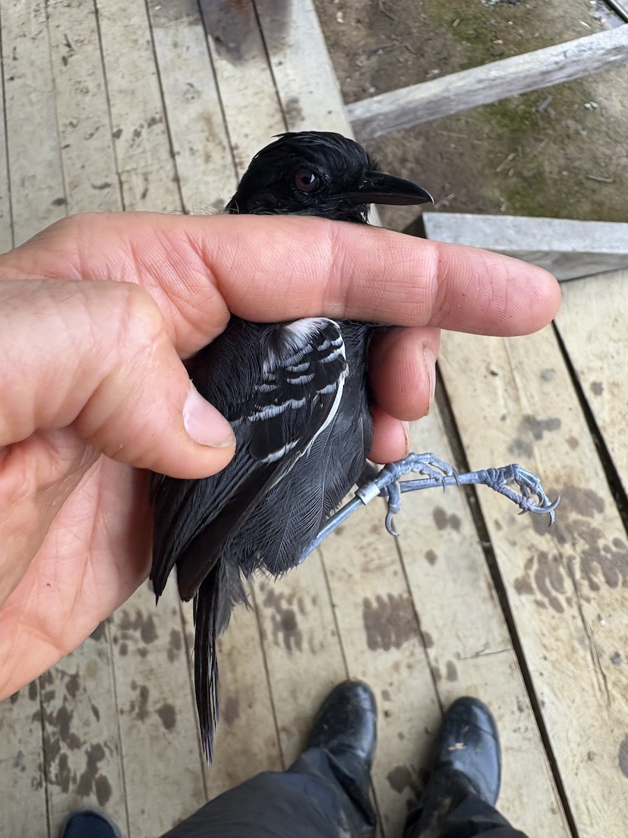 Alapi huppé - ML644373023