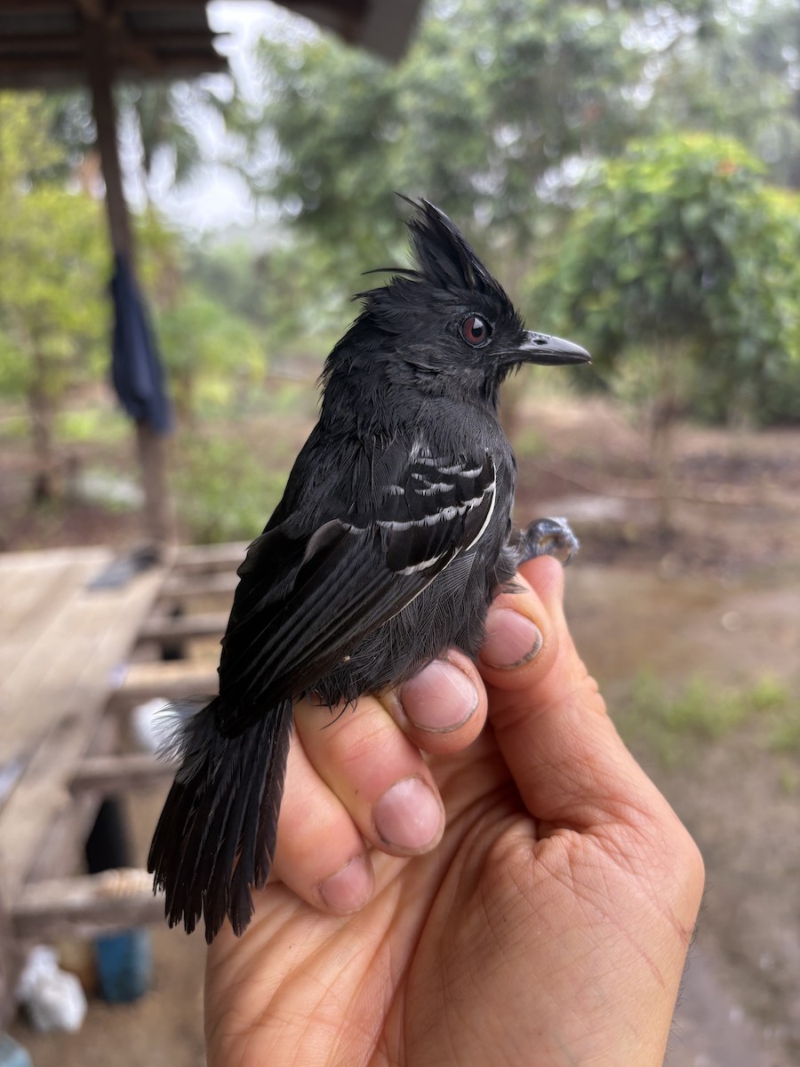 Alapi huppé - ML644373024