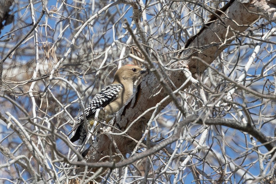 Pic des saguaros - ML644373032