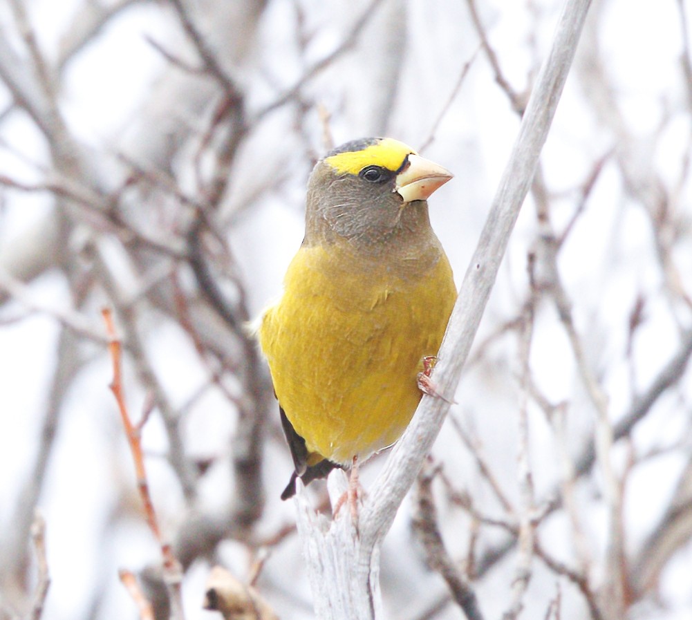 Sarı Kaşlı Kocabaş - ML644373037