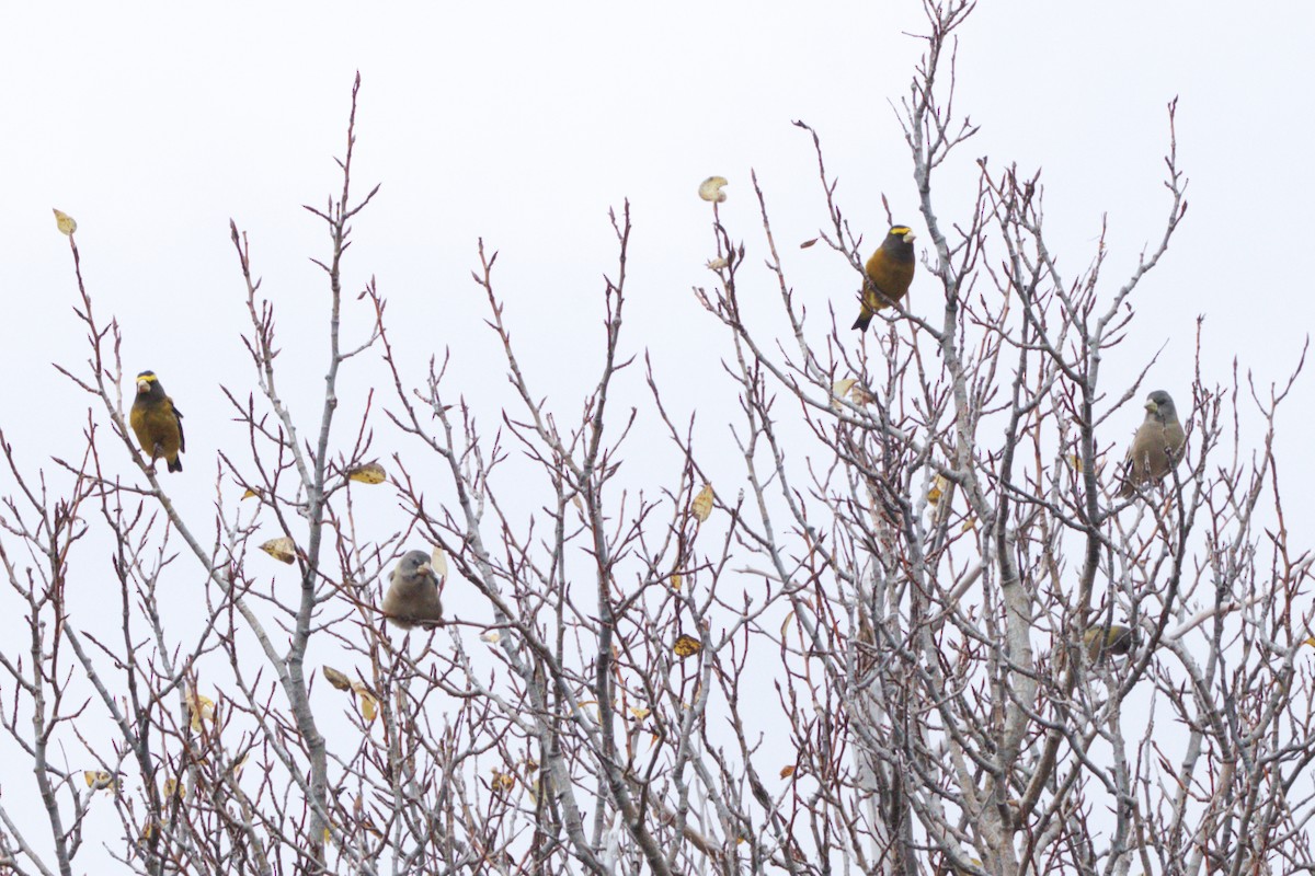 Sarı Kaşlı Kocabaş - ML644373038