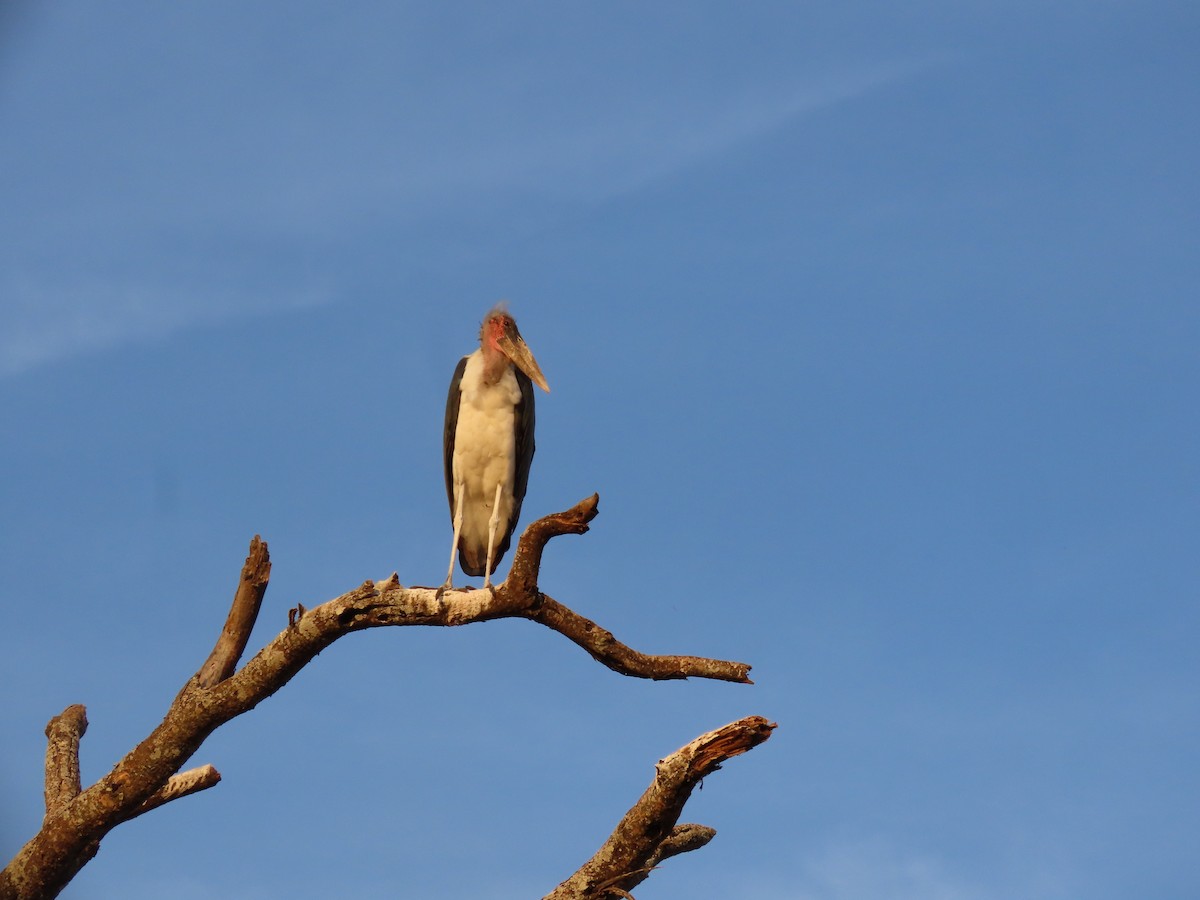 Marabou Stork - ML644373040
