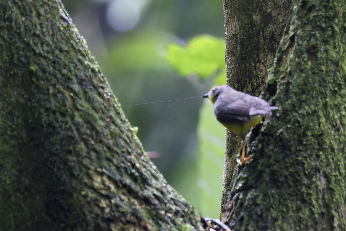 Болотянка строкатовола - ML644373042