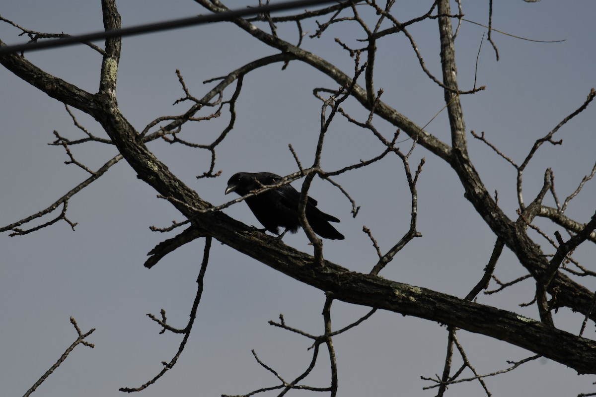 Corneille d'Amérique - ML644373046