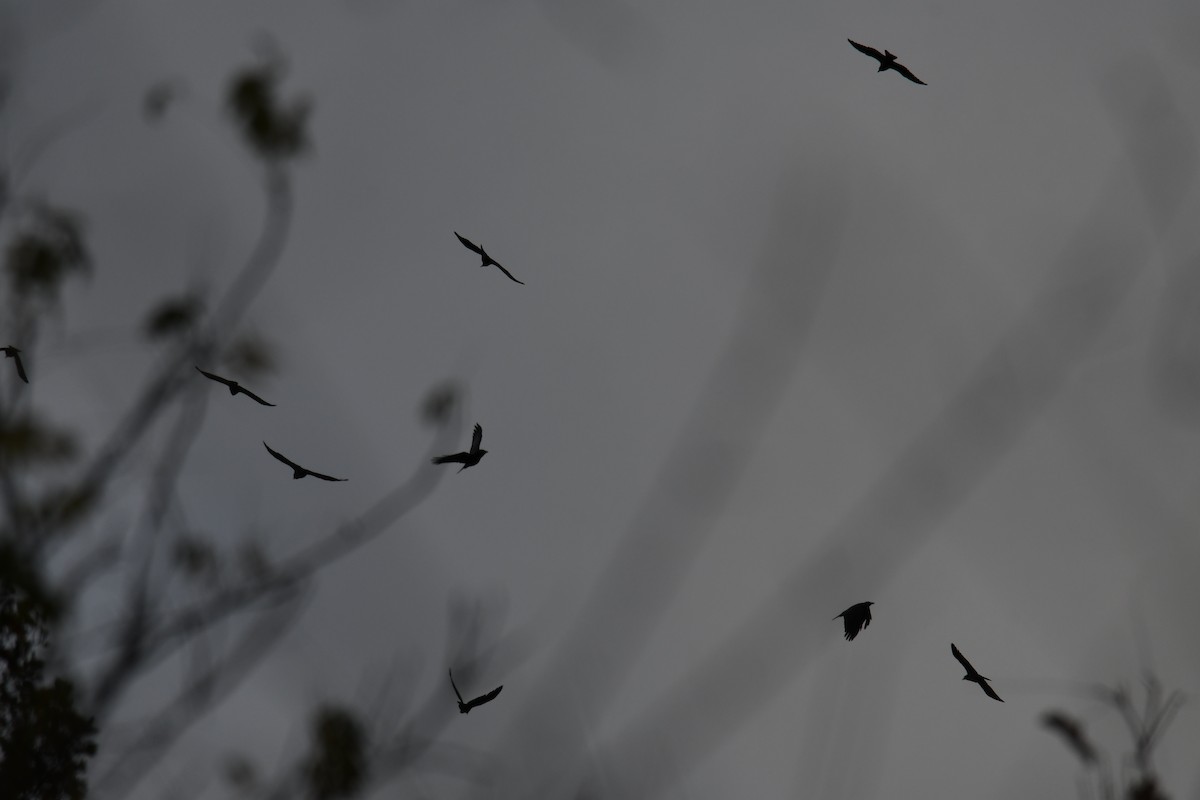 Corneille d'Amérique - ML644373047