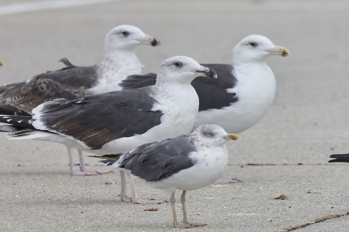 Great Black-backed Gull - ML644373048
