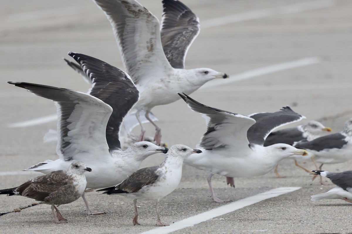 Great Black-backed Gull - ML644373049