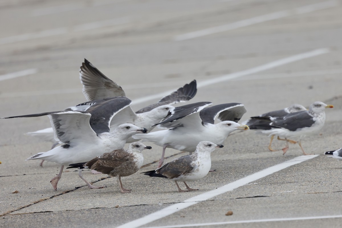Great Black-backed Gull - ML644373050