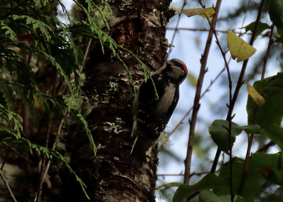 Downy Woodpecker - ML644373054