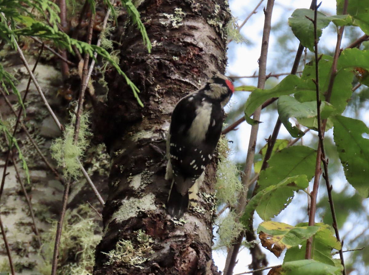 Downy Woodpecker - ML644373055