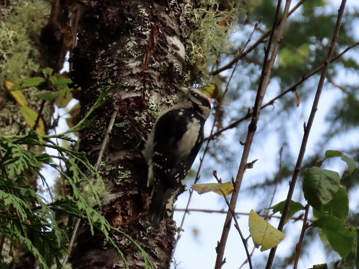 Downy Woodpecker - ML644373056