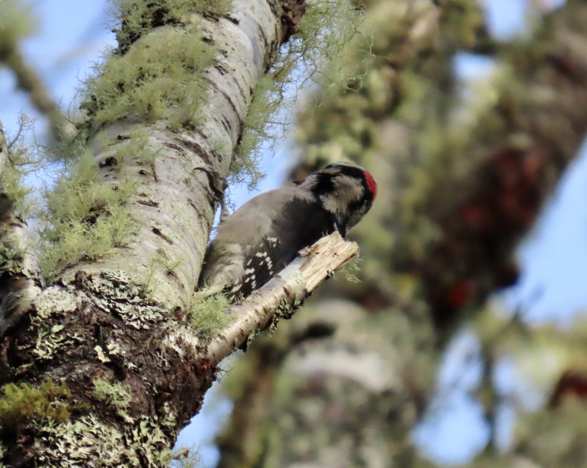 Downy Woodpecker - ML644373057