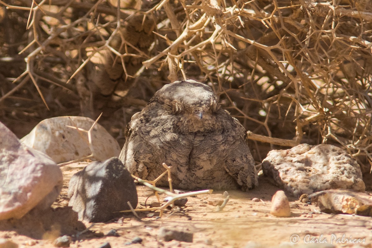 Egyptian Nightjar - ML644373058