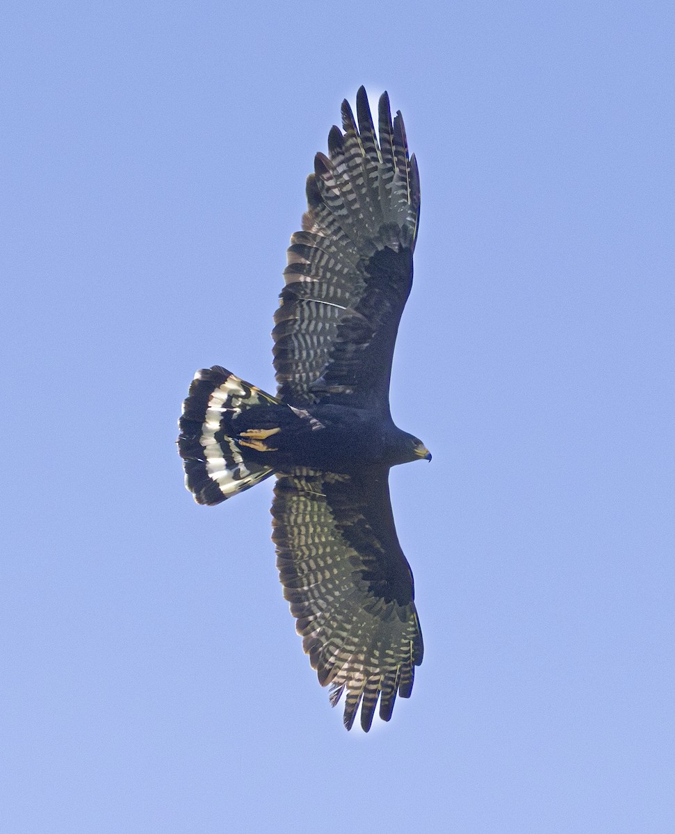 Buse à queue barrée - ML644373061
