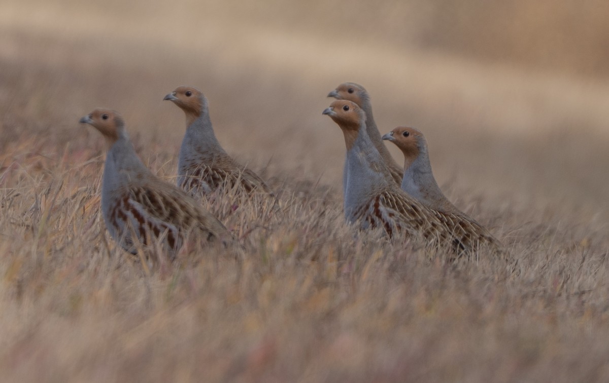 rapphøne - ML644373078